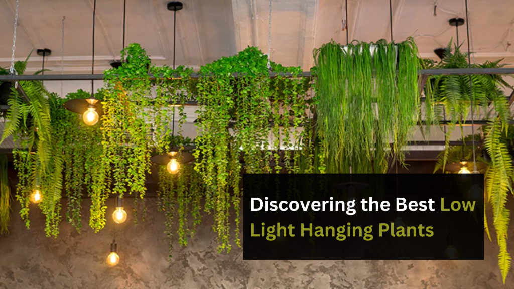 Low light hanging plants