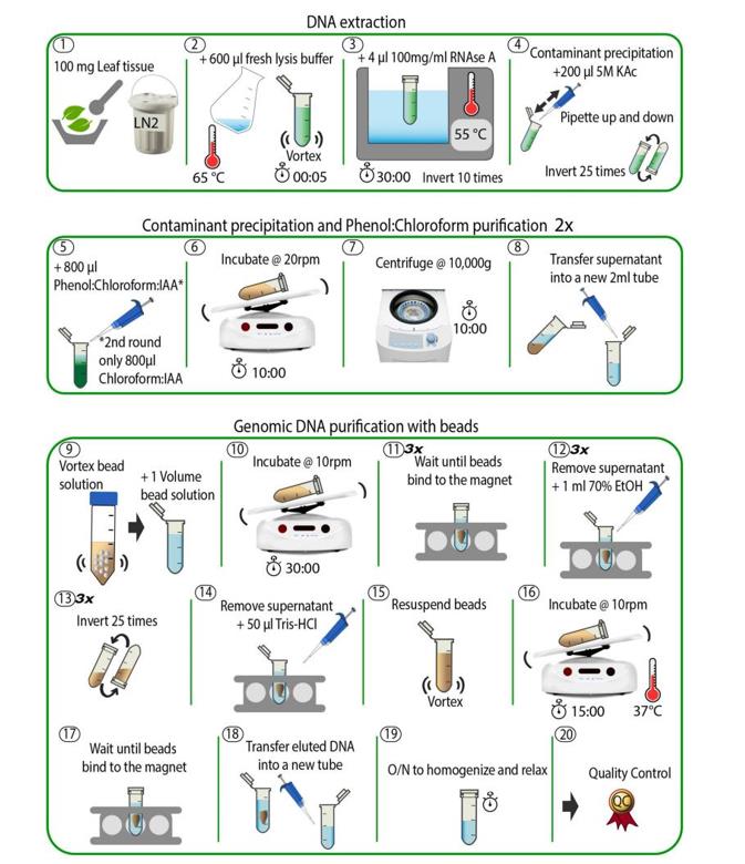 high-molecular-weight-dna-extraction-for-long-read-sequencing