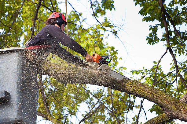 tree removal birmingham michigan