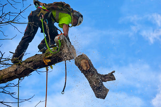 tree removal birmingham michigan