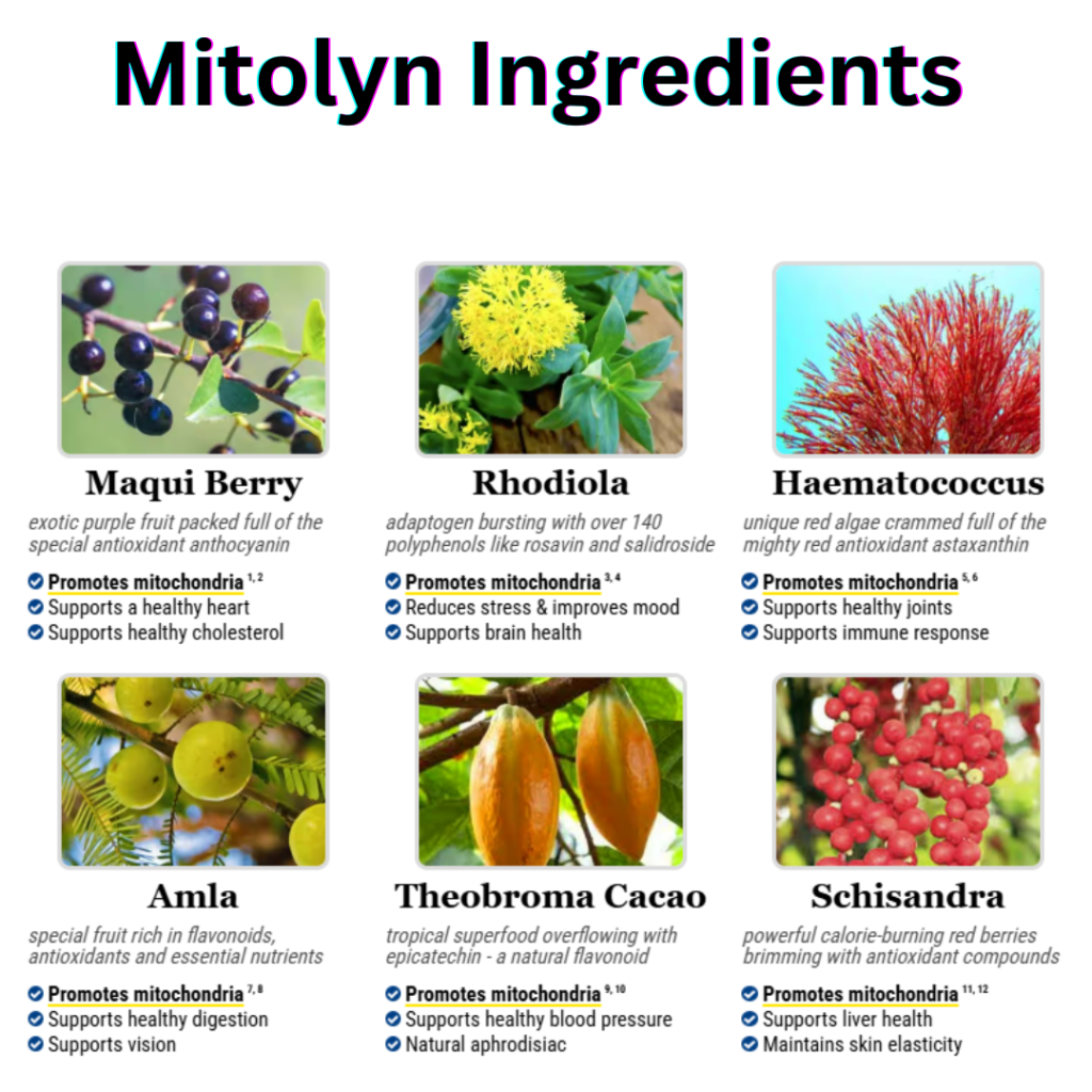 mitolyn ingredient