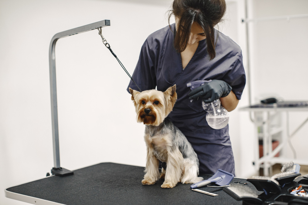 pet grooming west palm beach fl
