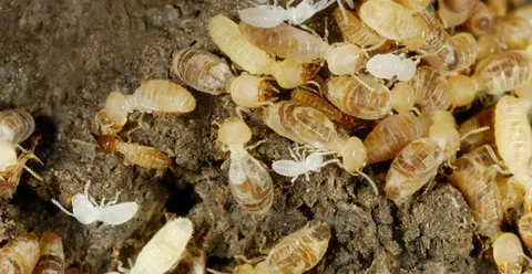 Termite Proofing