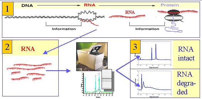 what-is-the-rna-integrity-number-rin